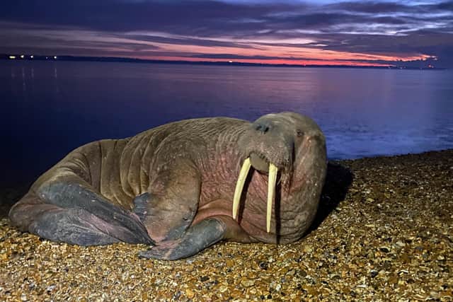 Luke McKell, 16, snapped the unusual visitor on the Hampshire beach.
