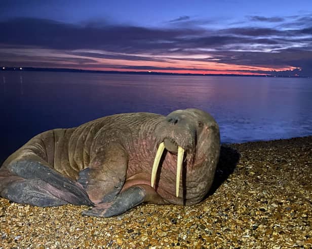 Luke McKell, 16, snapped the unusual visitor on the Hampshire beach.