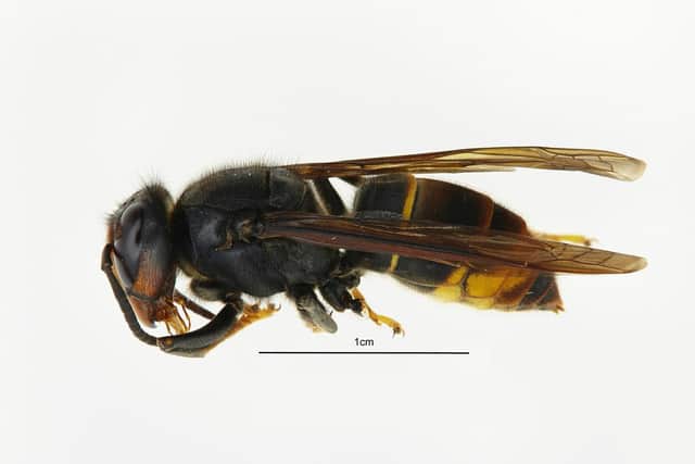Photo issued by Defra of an Asian hornet. A sighting of the invasive Asian hornet which preys on honeybees has been confirmed in Portsmouth
