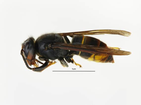 Photo issued by Defra of an Asian hornet. A sighting of the invasive Asian hornet which preys on honeybees has been confirmed in Portsmouth