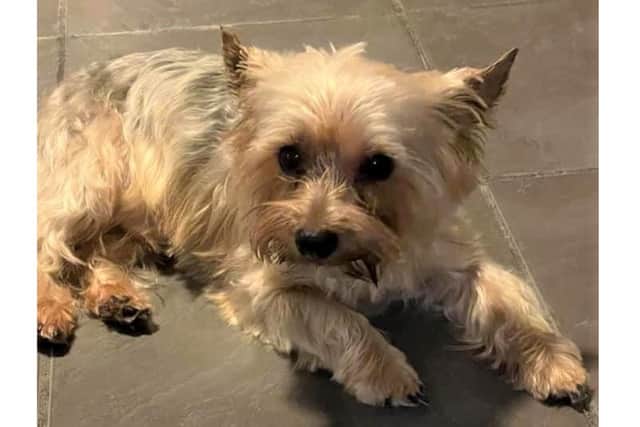 Murphy a missing dog from Paulsgrove that was chased to Portchester.