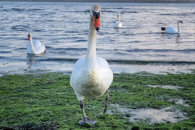 Lockdown wildlife: These swans look they're about to release the greatest album of 2020. 