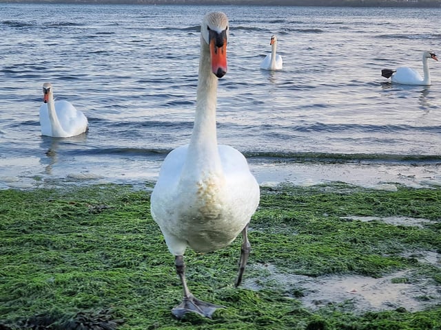 Lockdown wildlife: These swans look they're about to release the greatest album of 2020. 