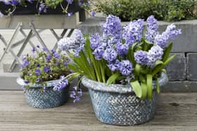 Hyacinth 'Delft Blue' and Anenome Blanda 'Blue Shades'.