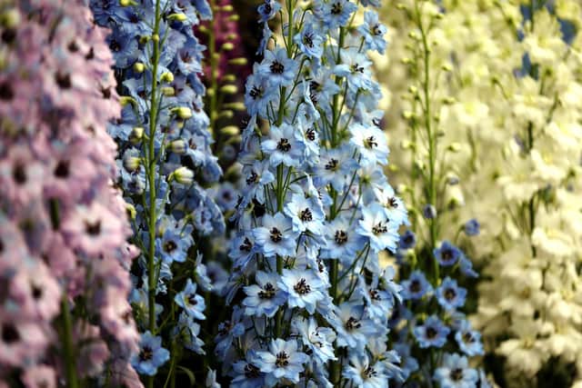 Beautiful Delphiniums in bloom.