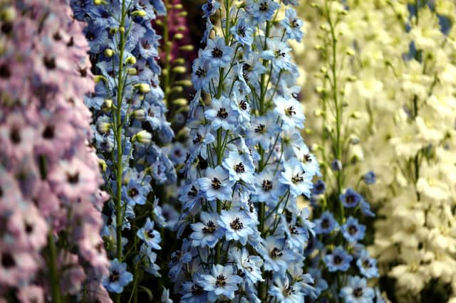 Beautiful Delphiniums in bloom.