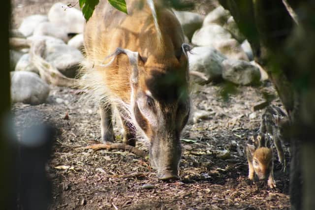 Marwell Zoo has welcomed three new red river hog piglets.