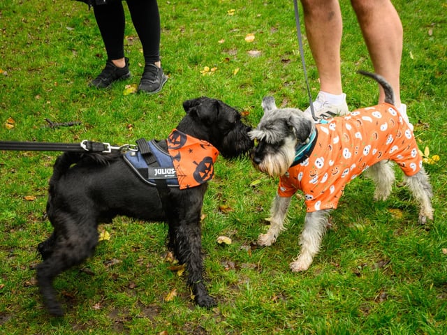 Pictured is: Two Schnauzers greet each otherPicture: Keith Woodland (291021-7)
