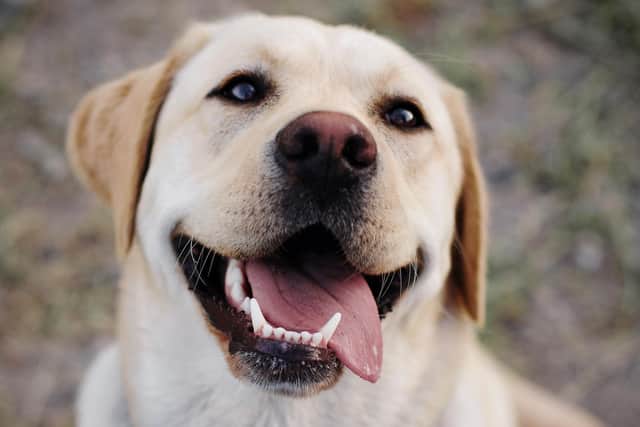 Labrador Retriever