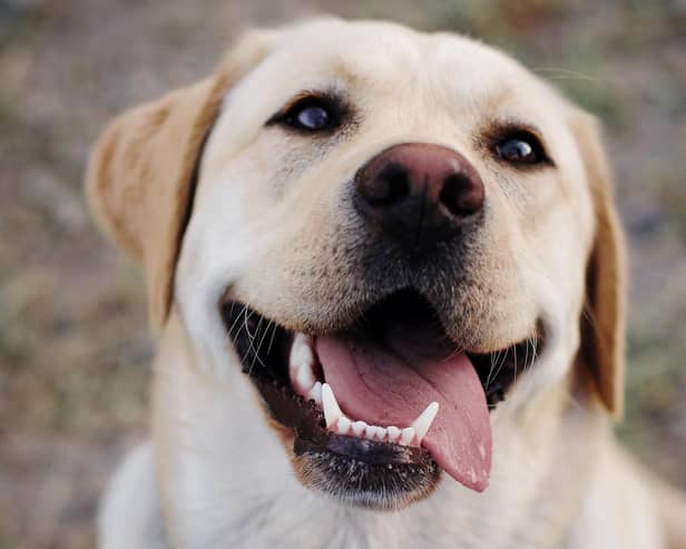 Labrador Retriever