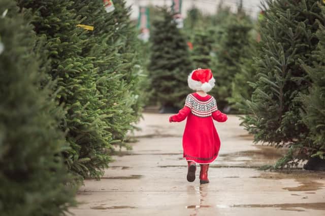 Picking a real Christmas tree can be a fun family activity (Shutterstock)