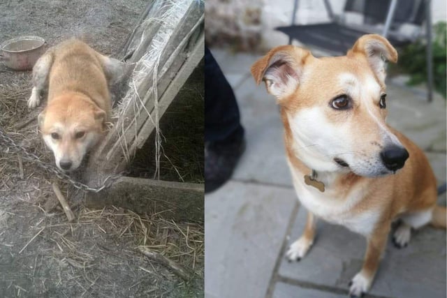 Phoenix Rehoming has helped a number of dogs.
Denni was found chained outside to a makeshift kennel. Lots of love and care and the lovely Denni is now happily adopted. 
Pictured: Denni Before and After