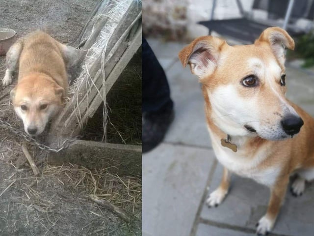 Phoenix Rehoming has helped a number of dogs.
Denni was found chained outside to a makeshift kennel. Lots of love and care and the lovely Denni is now happily adopted.
Pictured: Denni Before and After