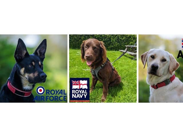 From left, Loki, Bracken and Larry
