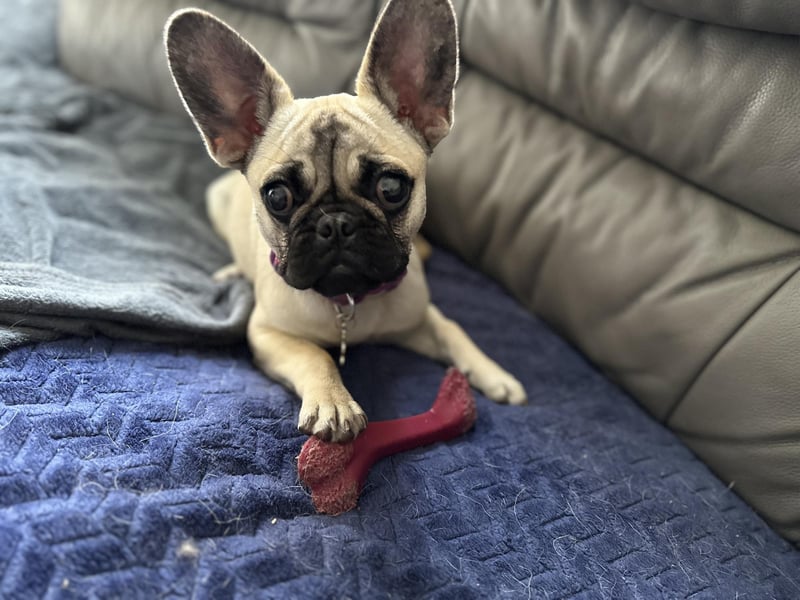 Coco is in desperate need of surgery to help her keep her eye sight as well as improve her breathing.