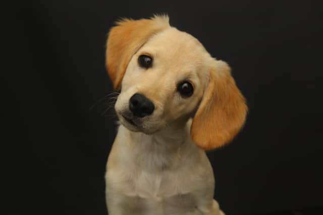 Puppy photographed by Olly Picture: Paws and Claws Photography