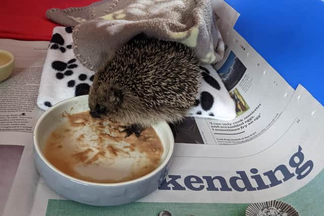 Hampshire Hedgehog Rescue Collective saved a hedgehog from a pipe.