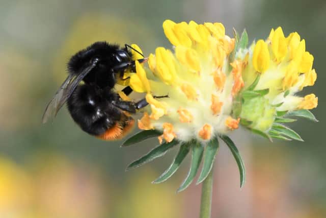 Red-tailed bumblebee on kidney vetch. Picture: Tim Squire, South Downs National Park ranger