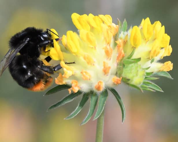Red-tailed bumblebee on kidney vetch. Picture: Tim Squire, South Downs National Park ranger