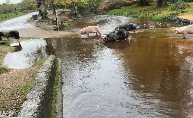Pigs cross New Forest ford