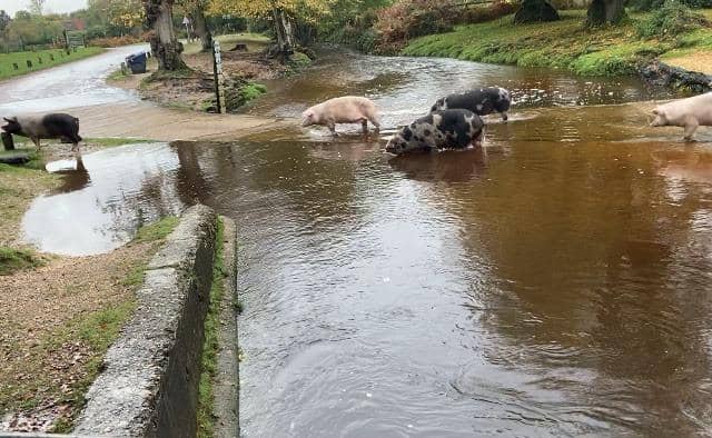 Pigs cross New Forest ford