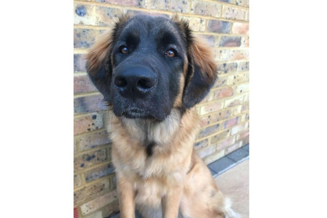 Gorgeous Daisy - thank you to Mandy Janes for sending in a beautiful picture of her one-year-old Leonberger.