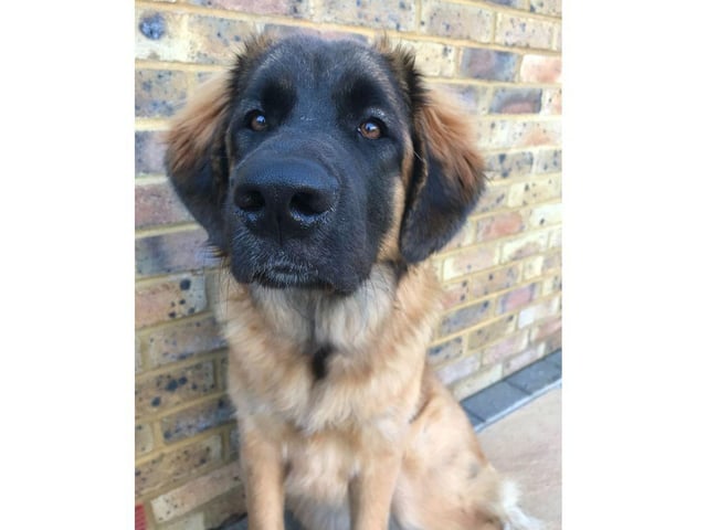 Gorgeous Daisy - thank you to Mandy Janes for sending in a beautiful picture of her one-year-old Leonberger.