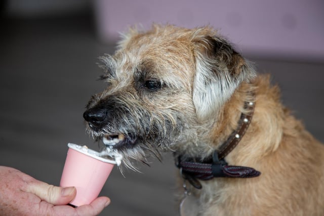 Chloe Wheeler and her family have opened a dog friendly cafe in Southsea, offering a host of dog related activities and refreshments for their owners.
Pictured - Alfie, from Hilsea enjoying a puppychino
Photos by Alex Shute