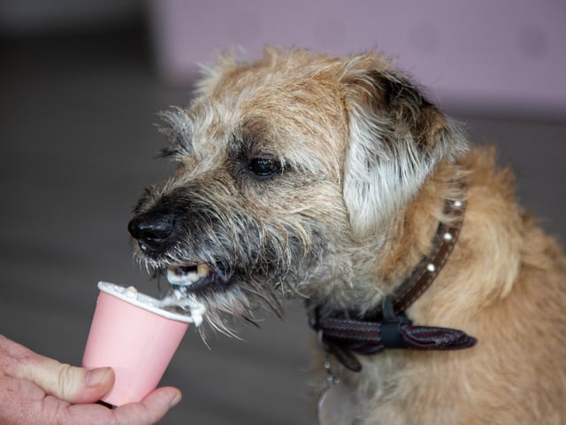 Chloe Wheeler and her family have opened a dog friendly cafe in Southsea, offering a host of dog related activities and refreshments for their owners.
Pictured - Alfie, from Hilsea enjoying a puppychino
Photos by Alex Shute