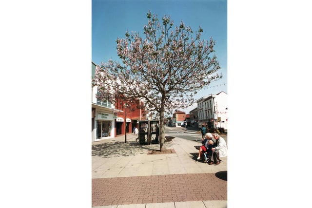 The Porlownia tree in West Street, Fareham in May 1995.