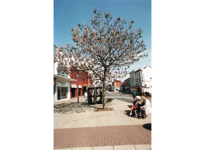 The Porlownia tree in West Street, Fareham in May 1995.