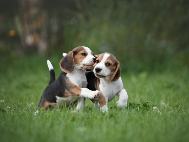 Beagles are not only adorable dogs, but they have happy personalities and are very friendly pooches. They are known 'for their merry personalities'. (photo: Adobe)