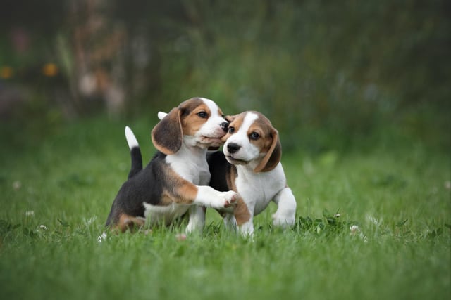 Beagles are not only adorable dogs, but they have happy personalities and are very friendly pooches.
 (photo: Adobe)