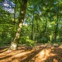 Trees at Queen Elizabeth Country Park in the South Downs. Picture by Sam Moore/SDNPA