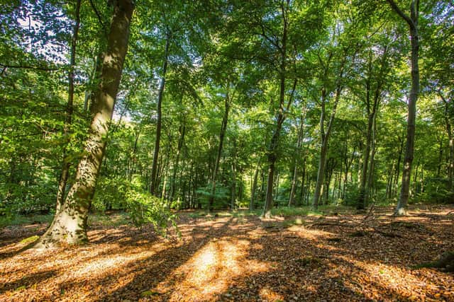 Trees at Queen Elizabeth Country Park in the South Downs. Picture by Sam Moore/SDNPA