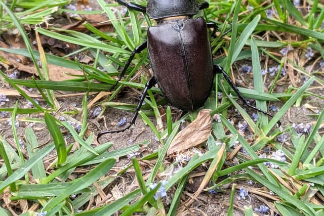 A male stag beetle
