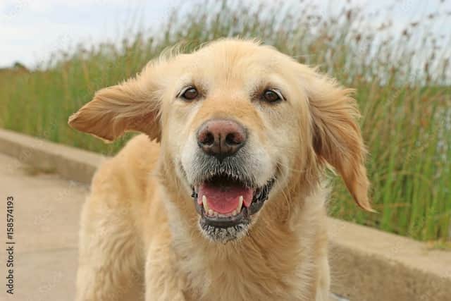 Cherished Pet Cremations has been turned down in its bid to open a pet crematorium in North End, Portsmouth