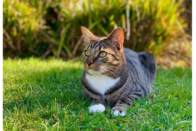 Simba the tabby from Fareham was in a 'critical condition' after being shot by an air rifle. Picture: Joshi Cole