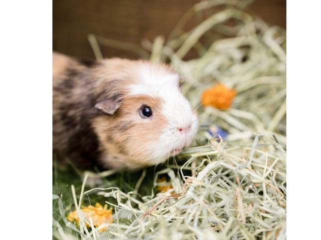 Oscar is 5 years old and was the result of unintentional breeding. Unfortunately a lot of guinea pigs are mis-sexed when sold which result in unplanned pregnancies. Oscar cme via a rescue and was very nervous, possibly due to mishandling when young and it took him a long time to trust humans again. He is now 5 years old and live happily with Napoleon and they are best friends and have a large enclosure where they can watch all the goings on.