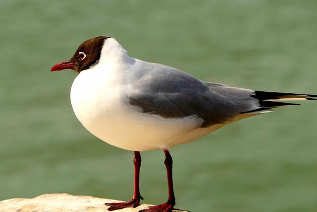 One customer asked staff at the Hilsea Travelodge: 'Can you ask the seagulls to be quiet in the morning? I would like a lie-in.' That's one way to get a wake up call.