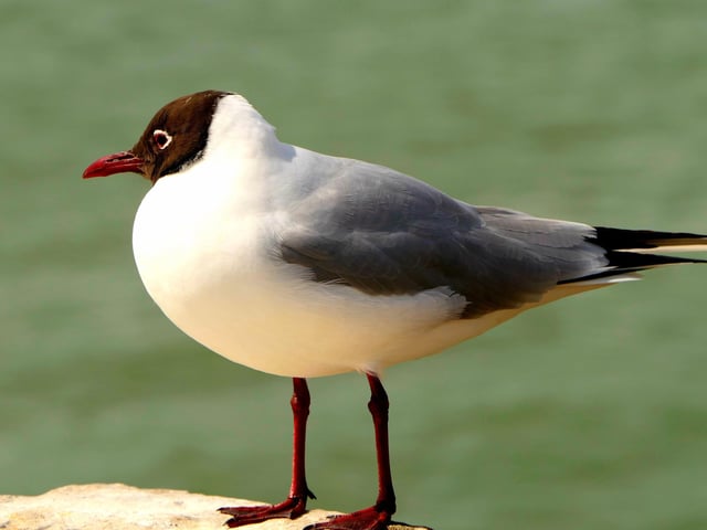 One customer asked staff at the Hilsea Travelodge: 'Can you ask the seagulls to be quiet in the morning? I would like a lie-in.' That's one way to get a wake up call.