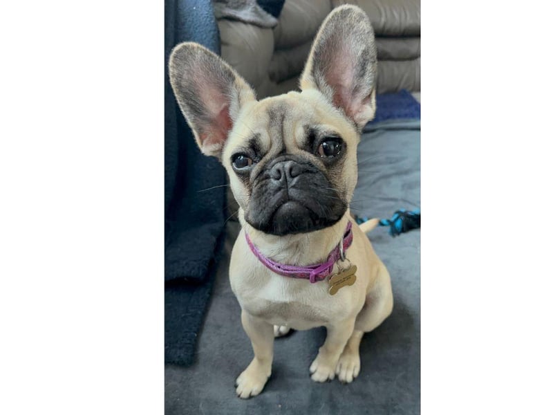 Coco is in desperate need of surgery to help her keep her eye sight as well as improve her breathing.
