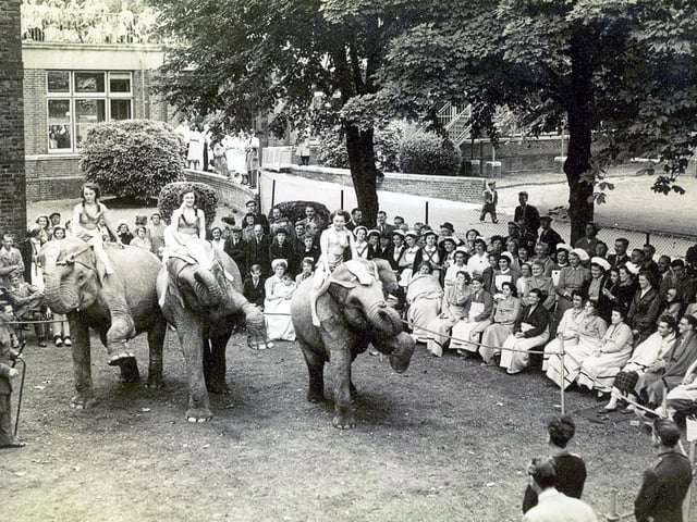 Circus elephants Chipperfields Circus at St Mary's Hospital, Milton in 1952.A young boy patient sent a letter to Chipperfields located on Southsea Common, telling them that he could not come, but could they come to him. Amazingly, they did. Some animals even went into the wards for the children to see.
