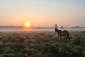 Hampshire has many great locations for a summer stroll, such as the New Forest.