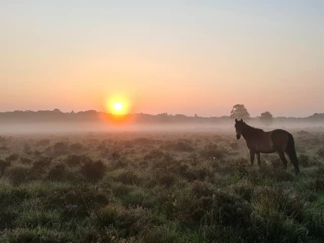 Hampshire has many great locations for a summer stroll, such as the New Forest.