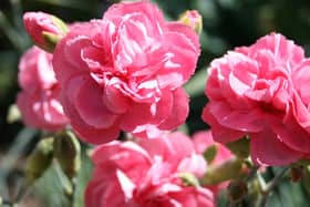 Carnations in a sunny border.