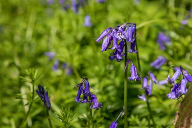 The glorious bluebell blanket in the woods at Soberton. Picture: Mike Cooter (290423)