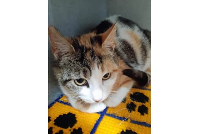 Gosport Cats Protection is appealing for kitten food to keep a feline family fed. Pictured: Bessie when she was pregnant. Picture: Cats Protection
