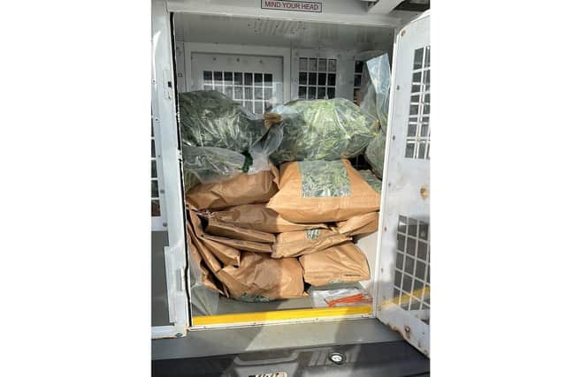 Cannabis plants in the back of a police van, found after carrying out a warrant in Vernon Road, Portsmouth, on February 9, 2023, where officers found about 315 plants