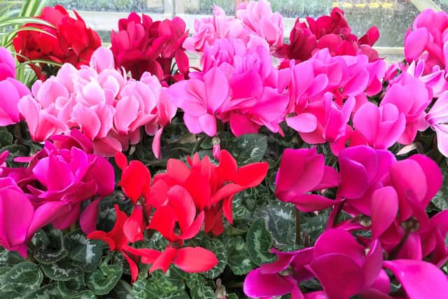 Some like it cold - cyclamen certainly do. Picture: PA